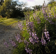 Enlarge photo 62