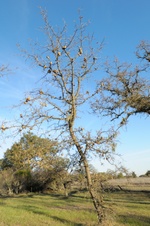 Enlarge photo 219