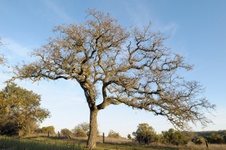 Enlarge photo 218