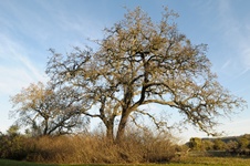 Enlarge photo 216
