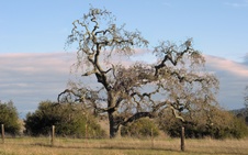 Enlarge photo 220