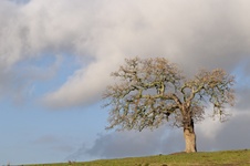 Enlarge photo 214