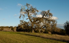 Enlarge photo 331