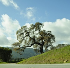 Enlarge photo 329
