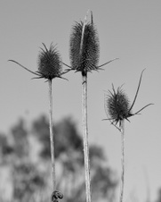 Enlarge photo 81