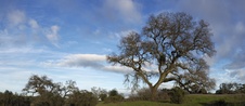 Enlarge photo 77