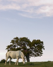 Enlarge photo 193