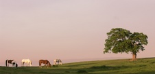 Enlarge photo 196