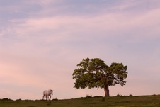 Enlarge photo 195