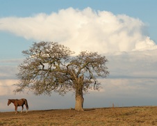 Enlarge photo 168
