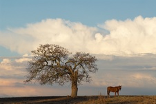 Enlarge photo 170