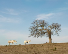 Enlarge photo 172