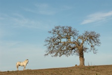 Enlarge photo 173