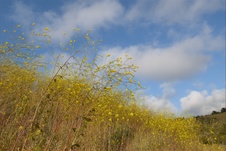 Enlarge photo 207