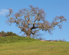 Enlarge photo 182