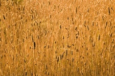 Enlarge photo 179