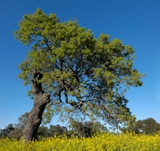 Enlarge photo 81