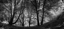 Enlarge photo 67