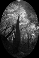 Enlarge photo 138