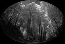 Enlarge photo 137