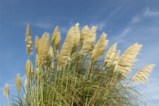 Enlarge photo 86