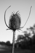 Enlarge photo 146
