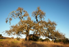Enlarge photo 148