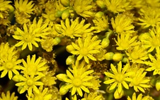 Enlarge photo 65