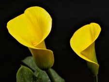 Enlarge photo 69