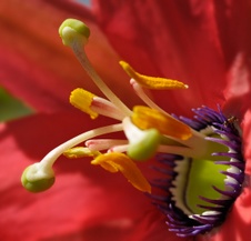 Enlarge photo 79