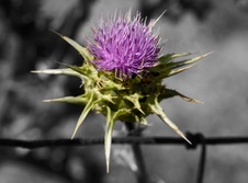 Enlarge photo 94