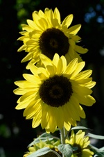 Enlarge photo 99