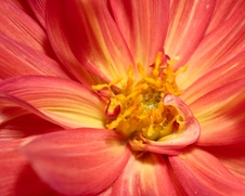 Enlarge photo 97
