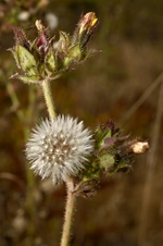 Enlarge photo 107
