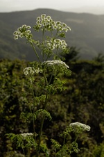 Enlarge photo 108