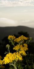 Enlarge photo 110