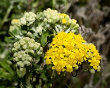 Enlarge photo 111