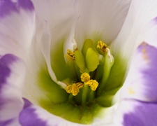 Enlarge photo 116