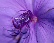 Enlarge photo 121