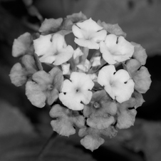 Enlarge photo 159