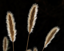 Enlarge photo 158