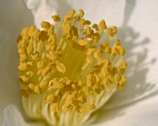 Enlarge photo 34