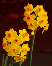 Enlarge photo 137