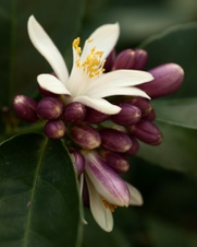Enlarge photo 130