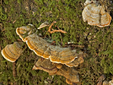 Fungi