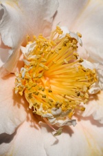 Enlarge photo 37