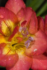 Enlarge photo 58