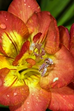 Enlarge photo 30