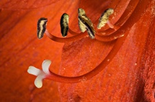 Enlarge photo 57