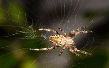 Enlarge photo 59